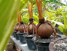 Kelapa Bonsai